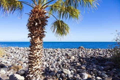 San Roque Festivities 2026 – Playa de Santiago